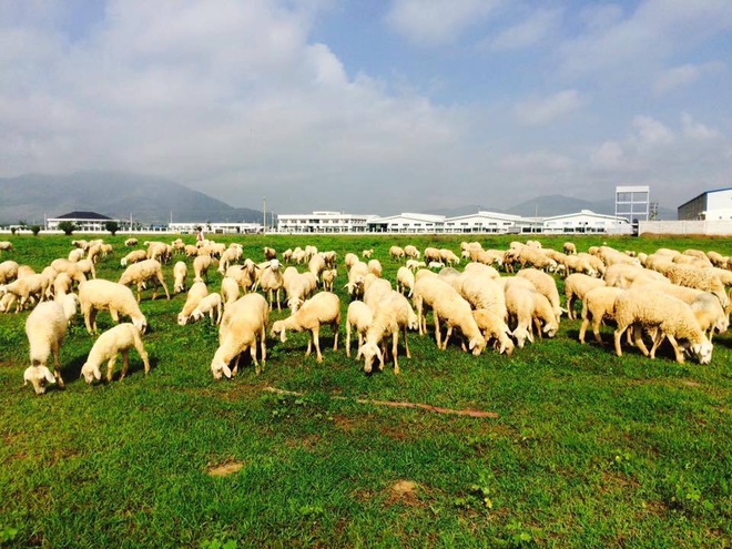 Đồi Cừu - Suối Nghệ, huyện Châu Đức.